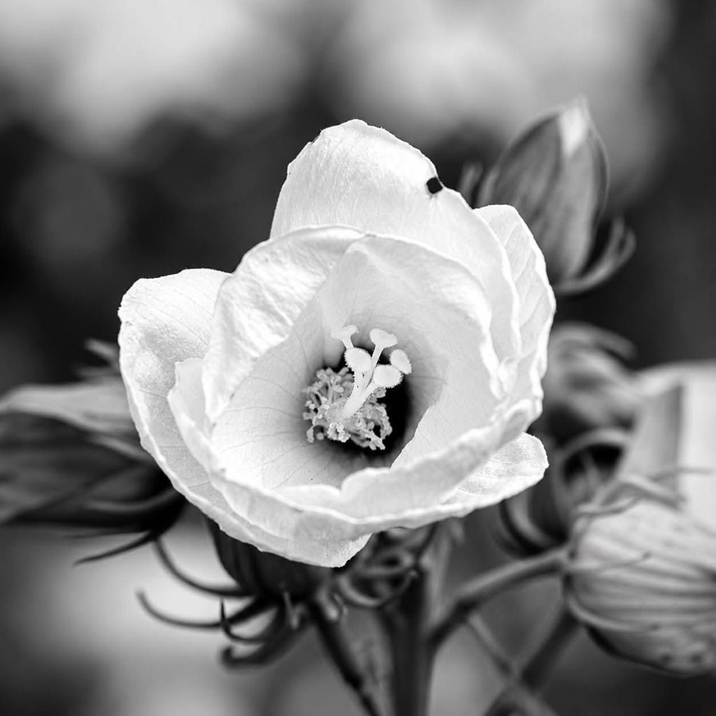 Black and white hibiscus bloom — Oklahoma fine art nature photography