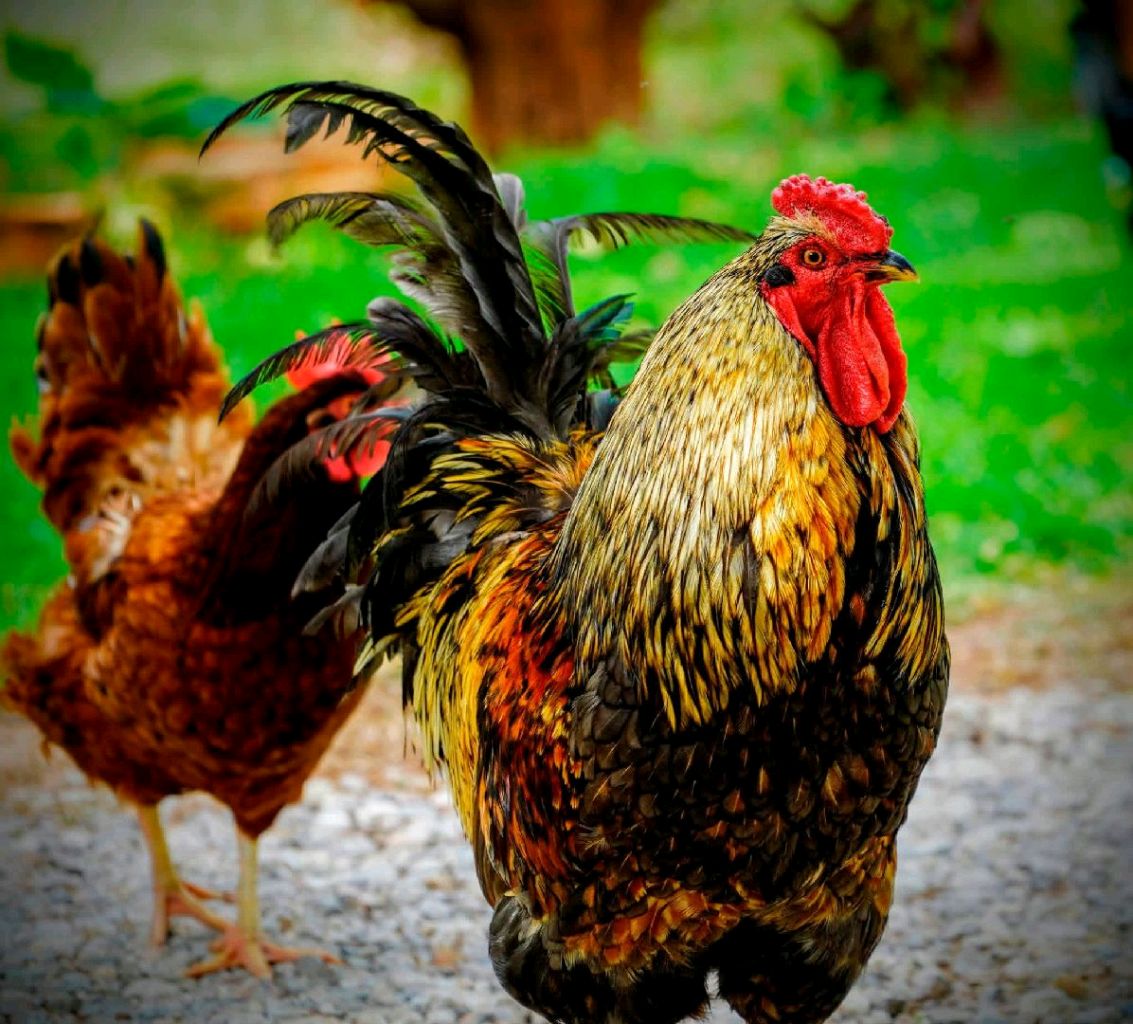 Colorful rooster photographed outdoors on an Oklahoma farm