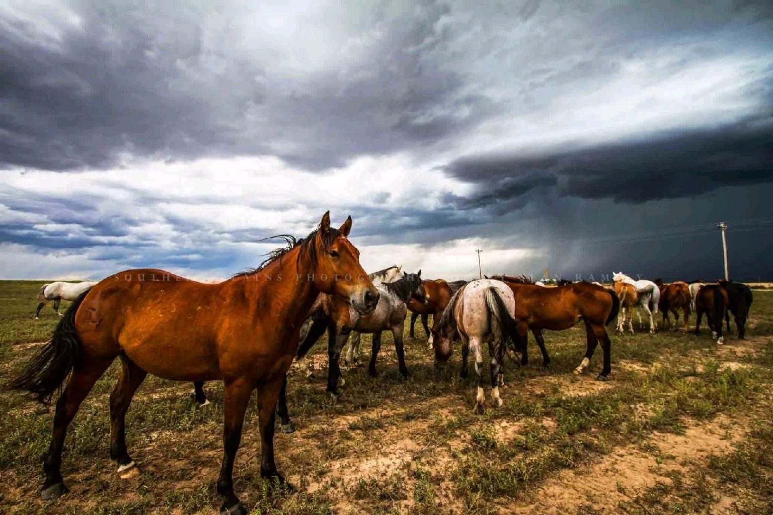 Horses gathered beneath dramatic storm clouds on the Oklahoma plains