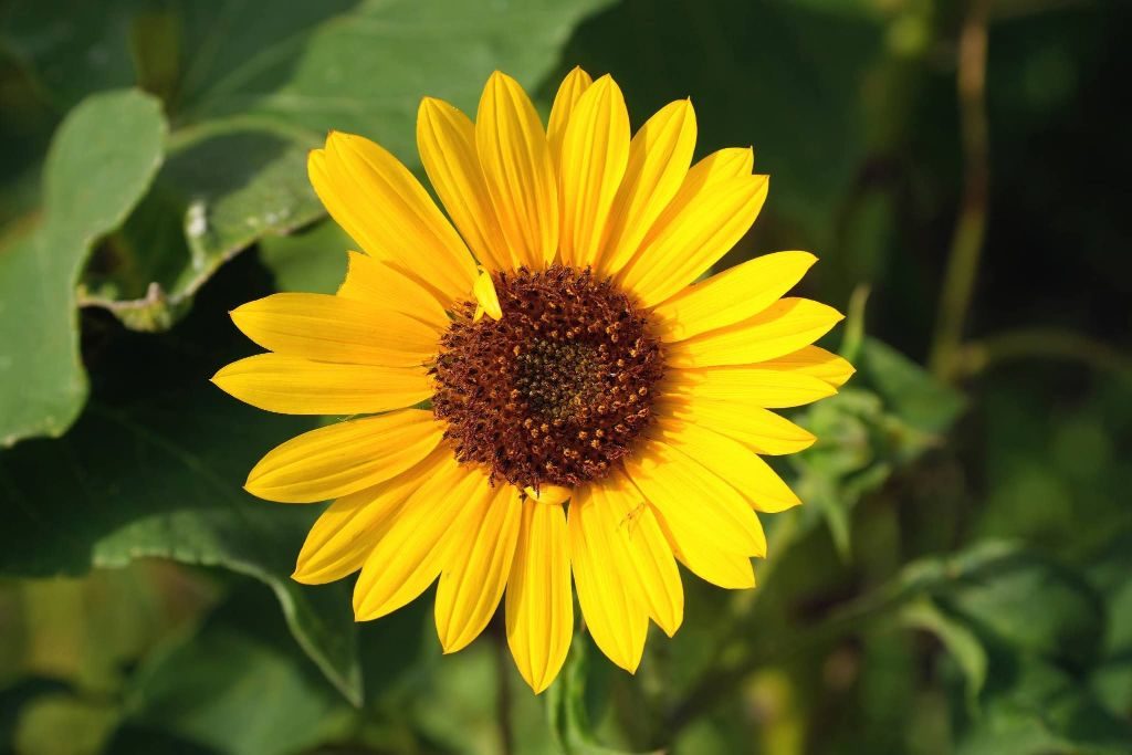 Yellow sunflower in bloom — Oklahoma nature photography